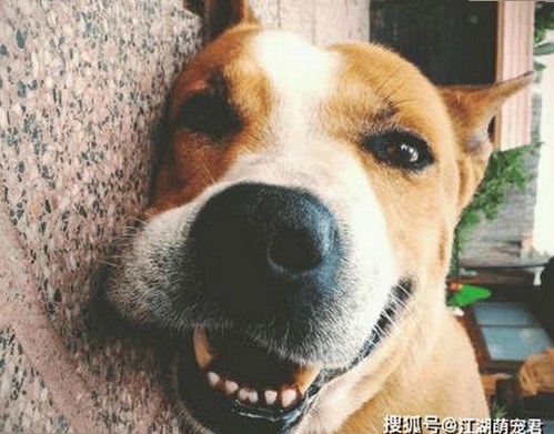 人or狗dna与猪ordna的配合与防治官方版：科技与生活的结合