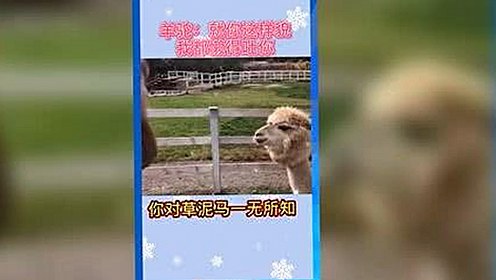 西瓜视频免费最新版下载：畅享高清娱乐新体验