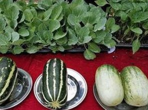 最新版本！51吃瓜网官方版带你全面了解娱乐圈内幕