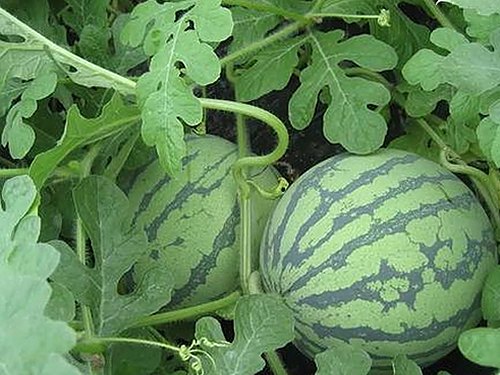 揭秘小🐔🐔伸进🈲🔞🔞官方版免费版:最新资源全解析