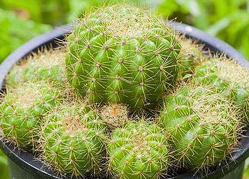 探索《91香蕉免费版下载》新动态:爱液视频官方版引领潮流