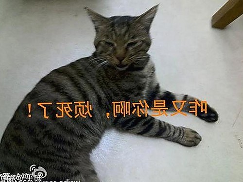 小伙子泻火老阿视频官方版：趣味内容引发热议
