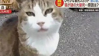 探索免费看mv大片的app免费版官方版,轻松享受高清视听体验