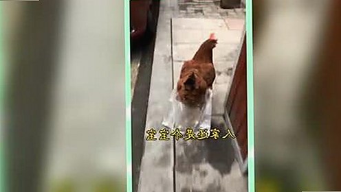 探索18馃埐官方版免费版在金昌市的应用与发展