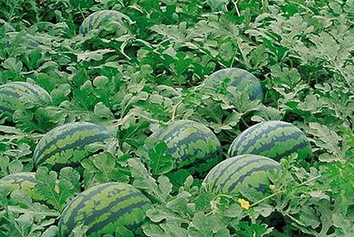 探索糖心破解版官方版下载：安全便捷的最新版本指南