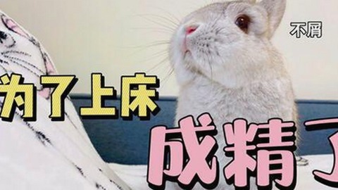 已满十八岁电视剧完整版官方版：成年观众的选择与限定审美的突破