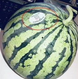 麻豆视频在线观看官方版免费版：最新观看体验全解析