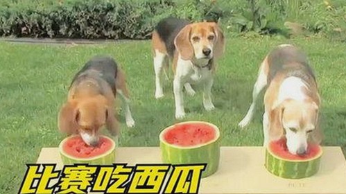 探索www.91与免费版的实用性与优势
