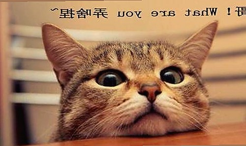 91漫画最新版下载：畅享最新漫画资源的最佳选择