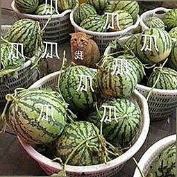 保山市用户必备：菠萝TV免费版最新使用指南
