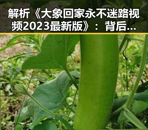解析《大象回家永不迷路视频2023最新版》：背后隐藏的意义与影响