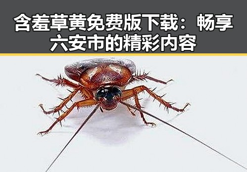 含羞草黄免费版下载：畅享六安市的精彩内容