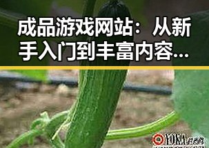 成品游戏网站：从新手入门到丰富内容的全攻略