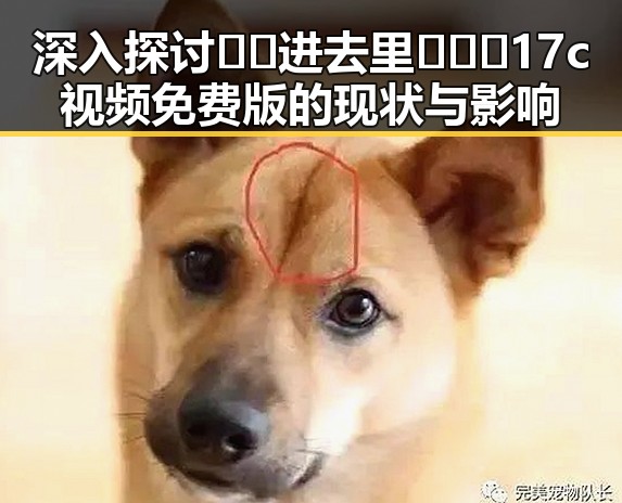 深入探讨 🔞🍌进去里❌❌❌17c视频免费版 的现状与影响