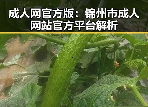成人网官方版：锦州市成人网站官方平台解析