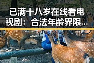已满十八岁在线看电视剧：合法年龄界限与内容监管分析
