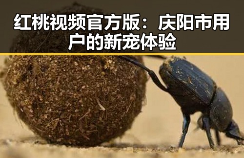红桃视频官方版：庆阳市用户的新宠体验