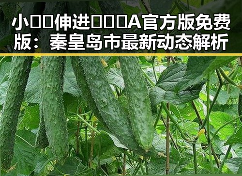 小🐔🐔伸进🈲🔞🔞A官方版免费版：秦皇岛市最新动态解析