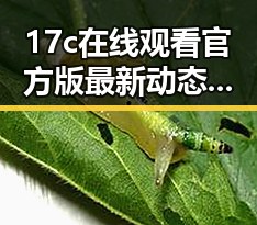 17c在线观看官方版最新动态：多平台状况分析