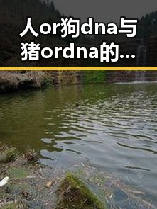 人or狗dna与猪ordna的配合与防治官方版下载：探索基因结合的科学与应用
