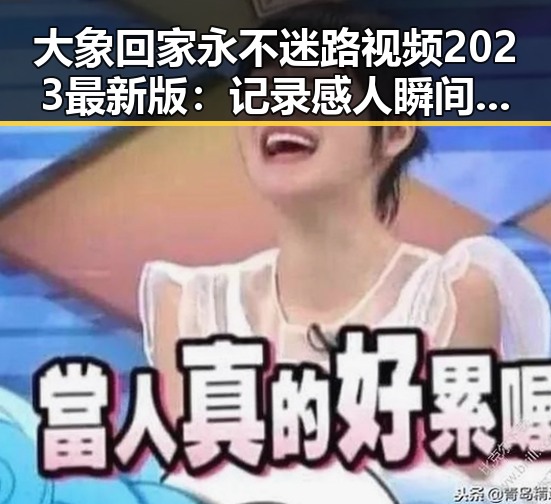 大象回家永不迷路视频2023最新版：记录感人瞬间的最新版本