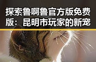探索鲁啊鲁官方版免费版：昆明市玩家的新宠